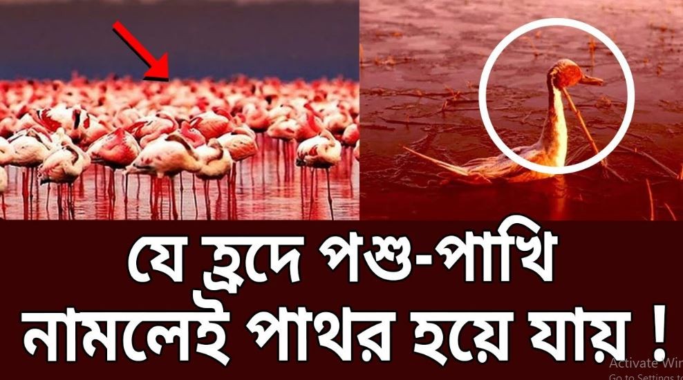 যে হ্রদে নামলে পশু-পাখিরা 'পাথর' হয়ে যায়